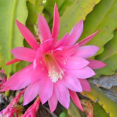 Epiphyllum